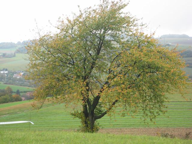 Bebra Bueren (44).jpg